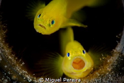 Couple of gobies inside a bottle. by Miguel Pereira 
